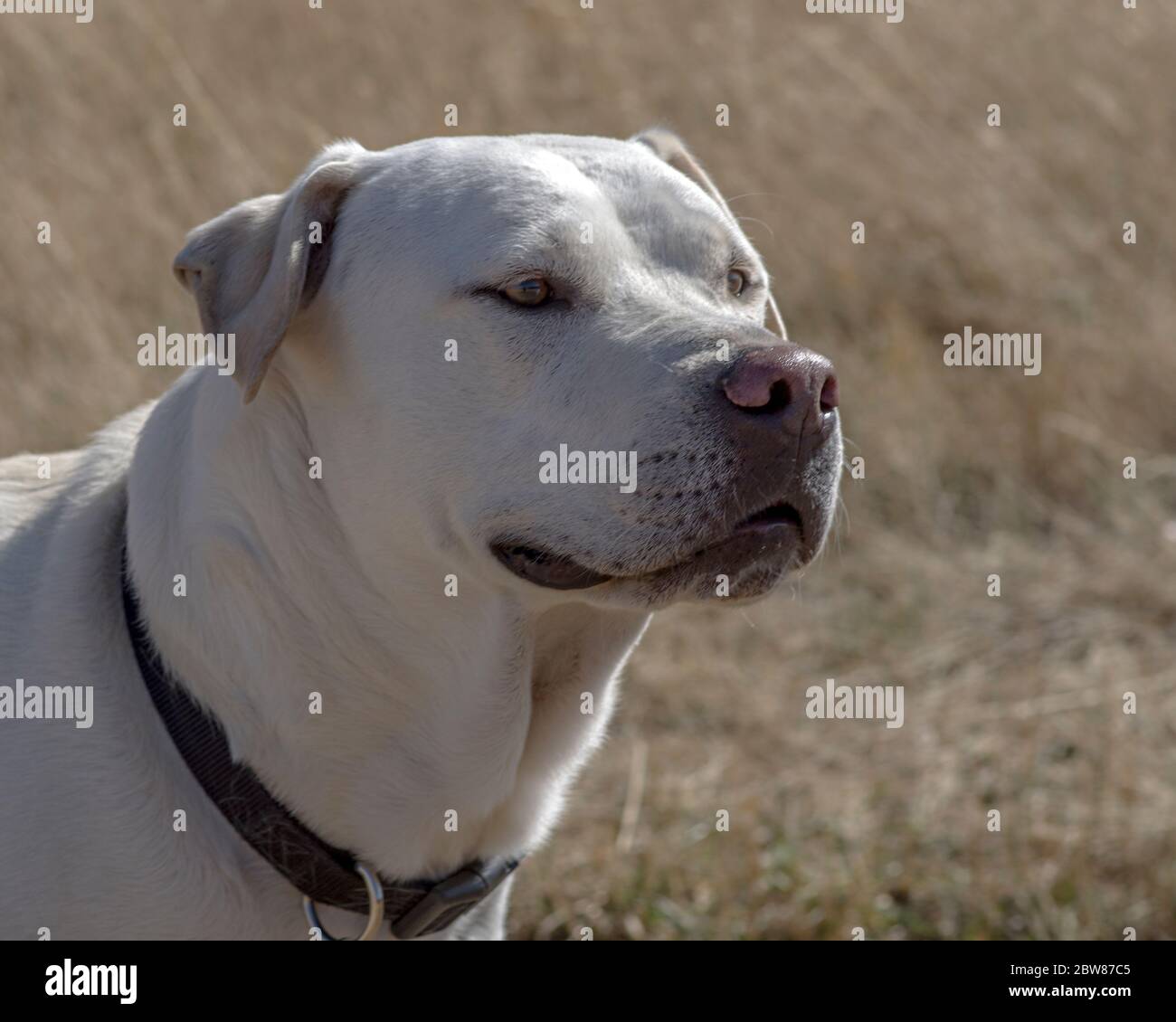 Retrato de un feliz laboratorio blanco Pitbull mezcla de ordeño delante de los pastos marrones en otoño Foto de stock