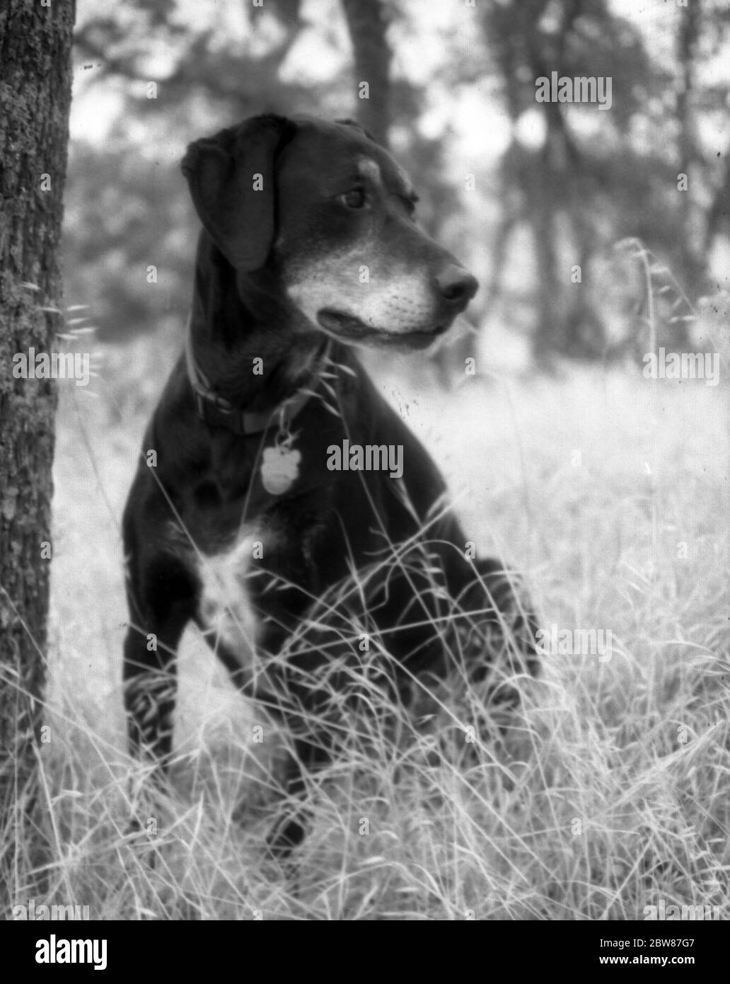 Retrato en blanco y negro de un perro de caza de puntero de Shortair alemán Labrador sentado en hierba seca en verano Foto de stock