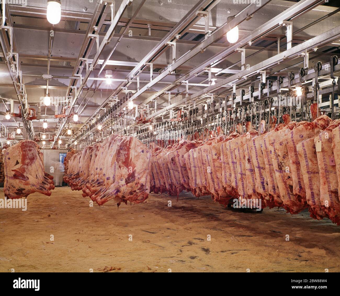 70 CARNE CRUDA LADOS DE CARNE COLGANDO EN ALMACÉN REFRIGERADO KF6212 HAR001 HARS AL POR MAYOR