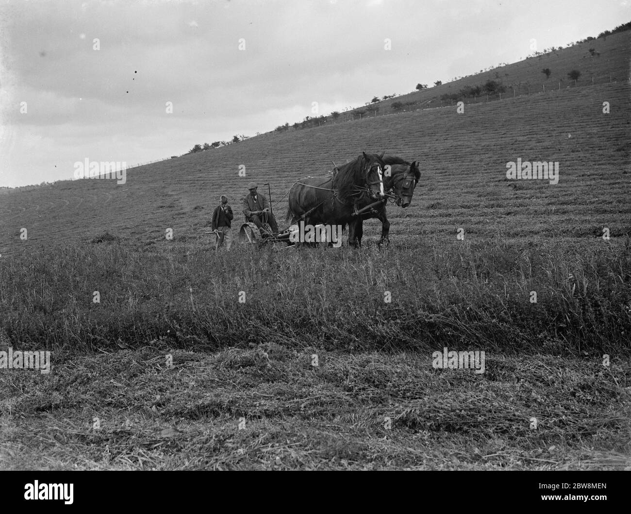 Un granjero con su equipo de caballos corta la cosecha de trébol. 1935 Foto de stock