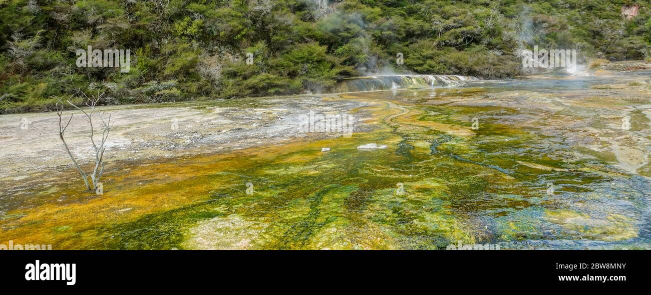 Termas y piscinas con algas, Rotorua Foto de stock