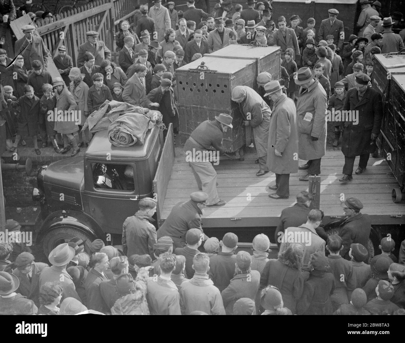 Camiones de Penfold que entregan los leones en caja a los sidings del ferrocarril para cargar en los trenes para el transporte. Una gran multitud observa como los hombres descargan uno de los leones de la parte trasera del camión. 12 de febrero de 1938 Foto de stock