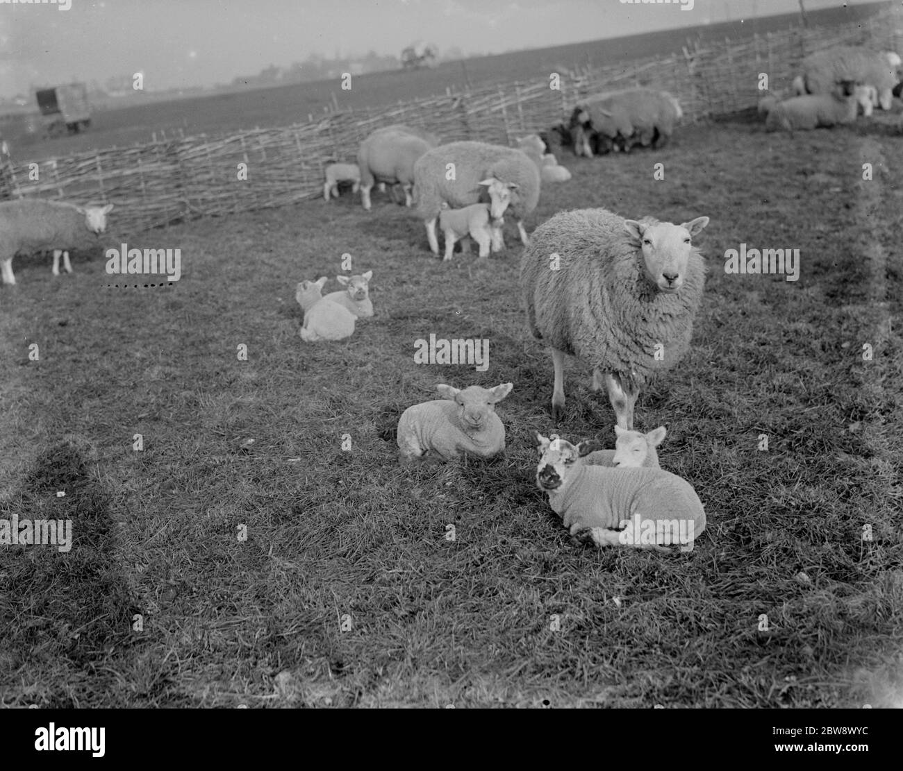 Los corderos de principios de febrero llegan. 1936 Foto de stock
