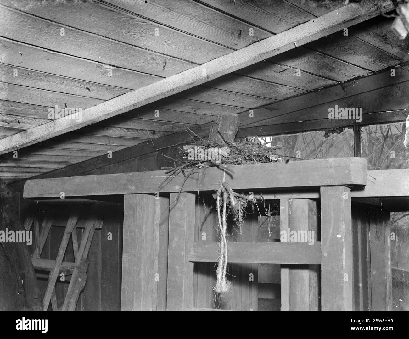 Un nido de jonguas en la parte superior de un asiento de jardín en Sidcup , Kent . 1939 Foto de stock