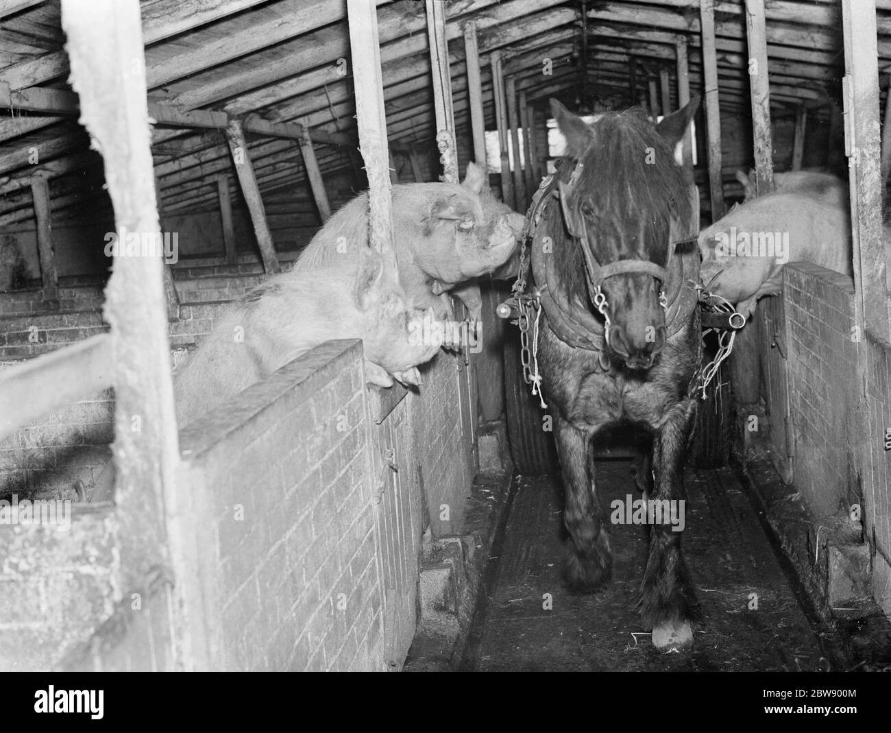 El poni tirando del carro de alimentos corriendo el guante de cerdas  hambrientas en el estiloque de cerdo en la granja de tripes, Orpington,  Kent. 1936 Fotografía de stock - Alamy