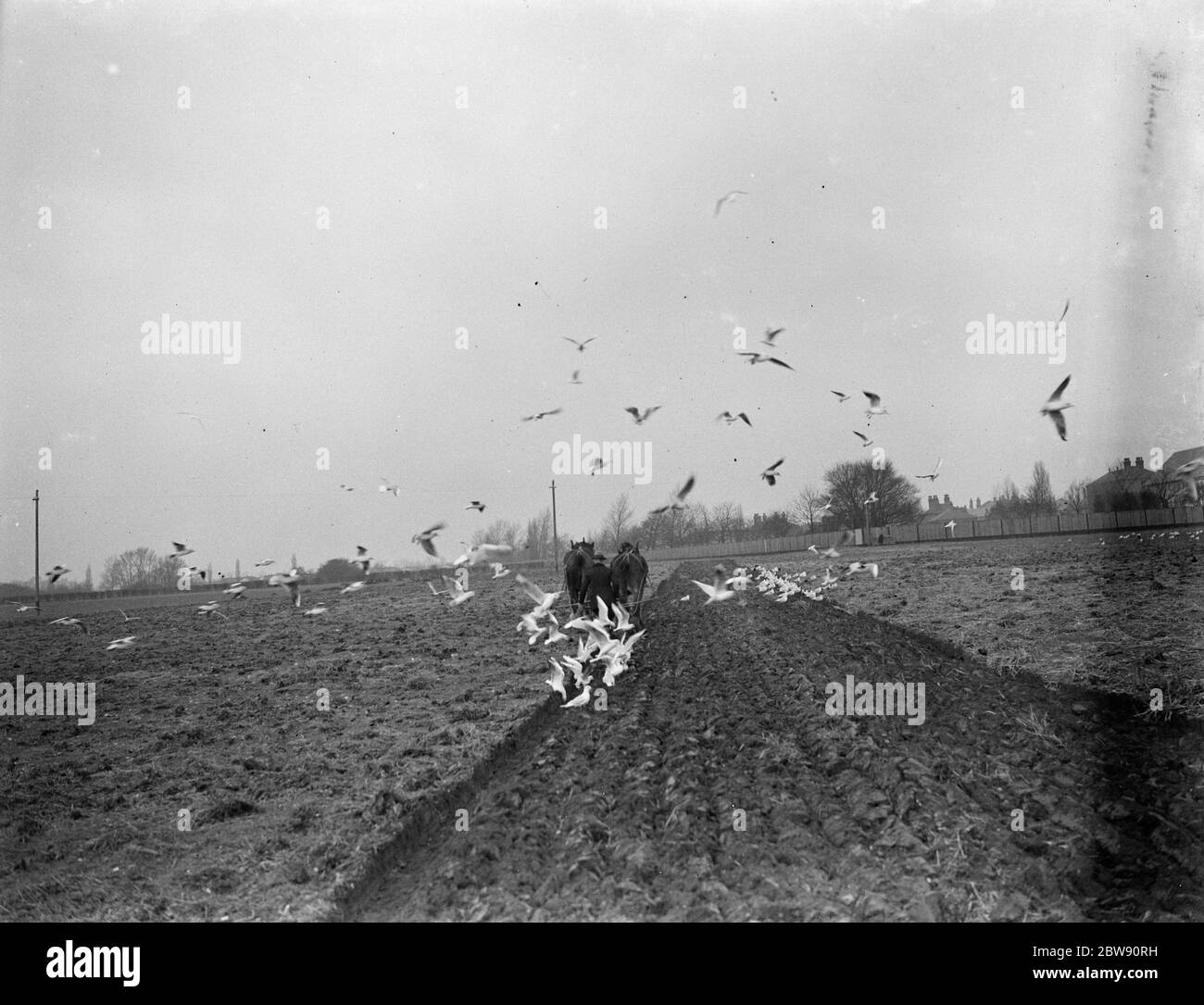 Las gaviotas se abalanzarse para festejar los gusanos que han sido aflorados por un agricultor arando el campo con sus caballos en Dartford, Kent . 1939. Foto de stock