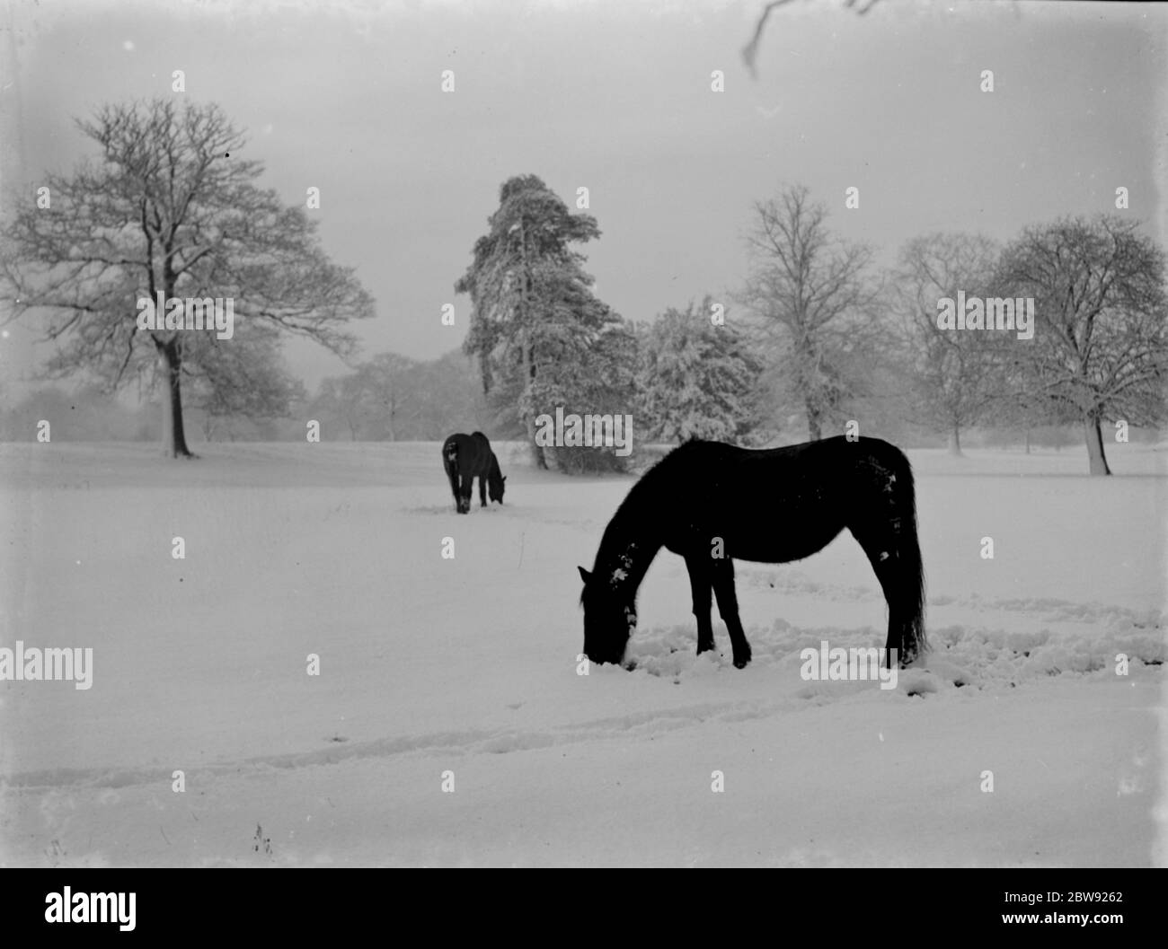Caballos pastando en un campo cubierto de nieve en Kent. 1939 Foto de stock