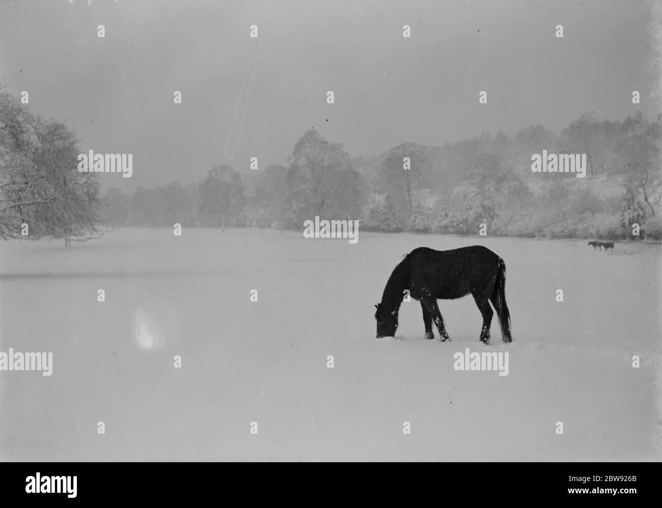 Caballos pastando en un campo cubierto de nieve en Kent. 1939 Foto de stock