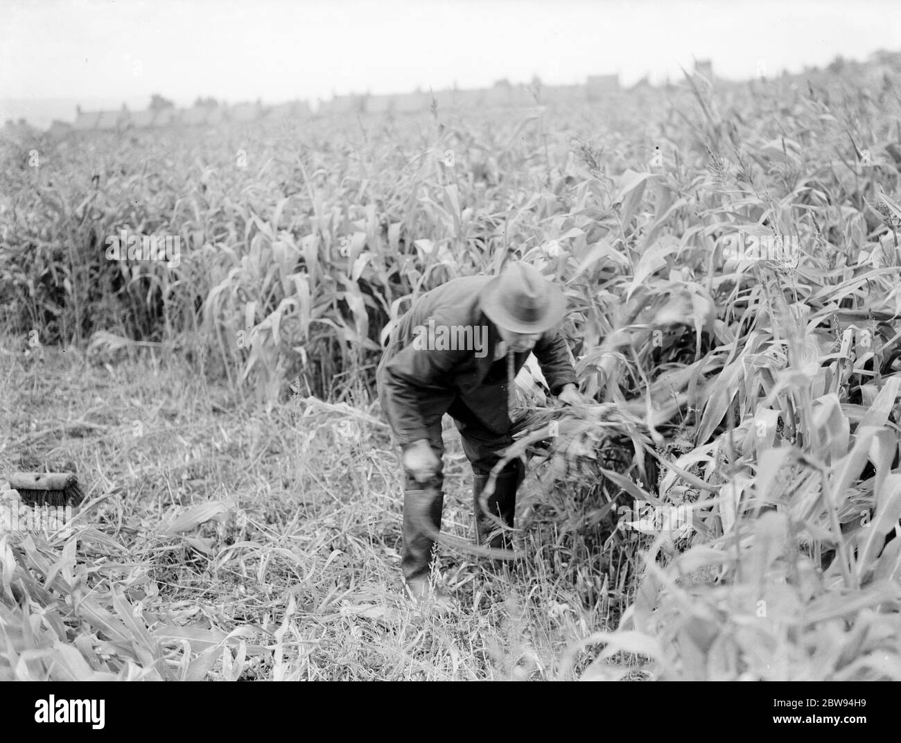 Un trabajador corta maíz en bultos usando una hoz. 1938 Foto de stock