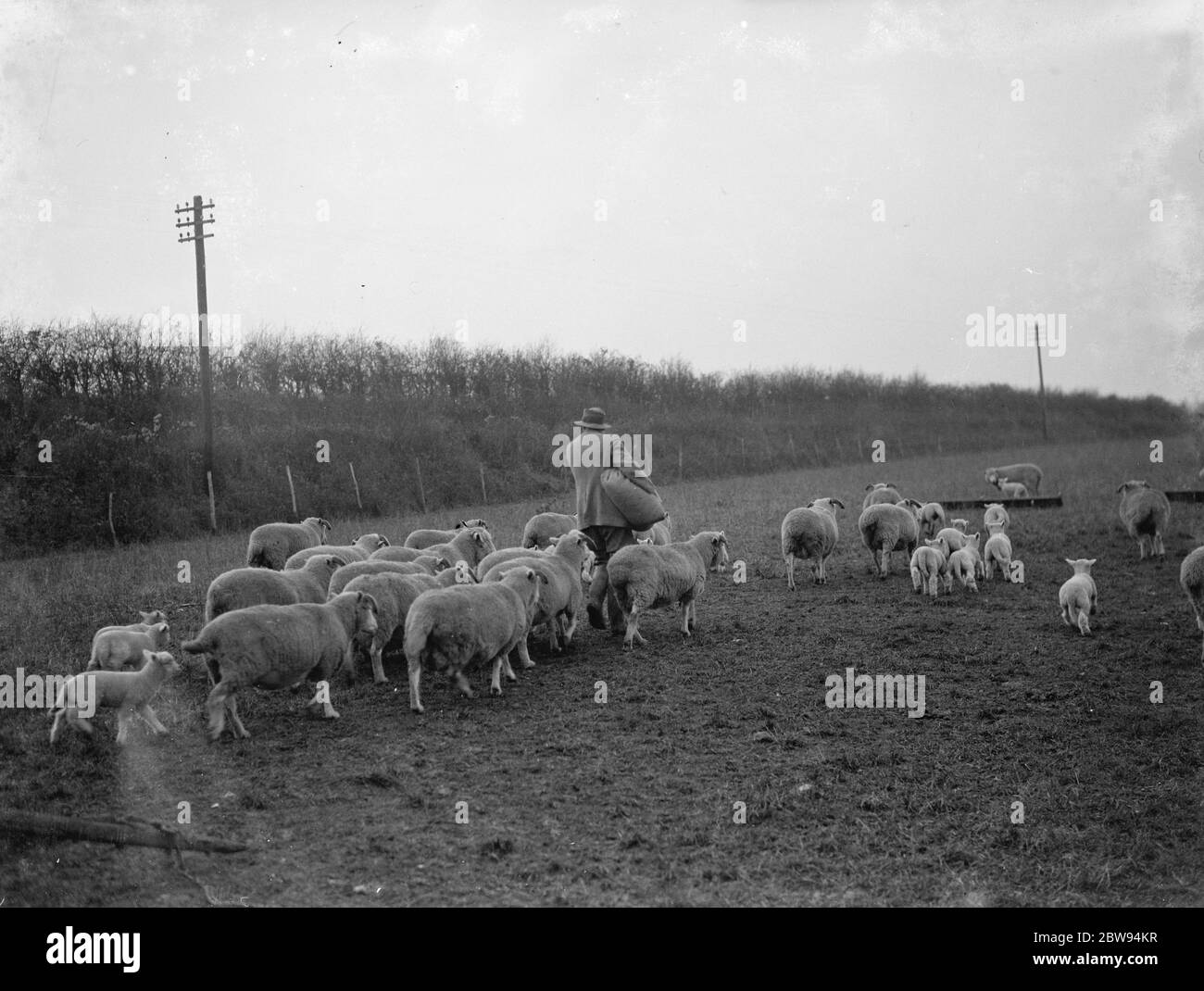 Un pastor tiende a su rebaño en un campo en Eynsford, Kent. 1936 Foto de stock