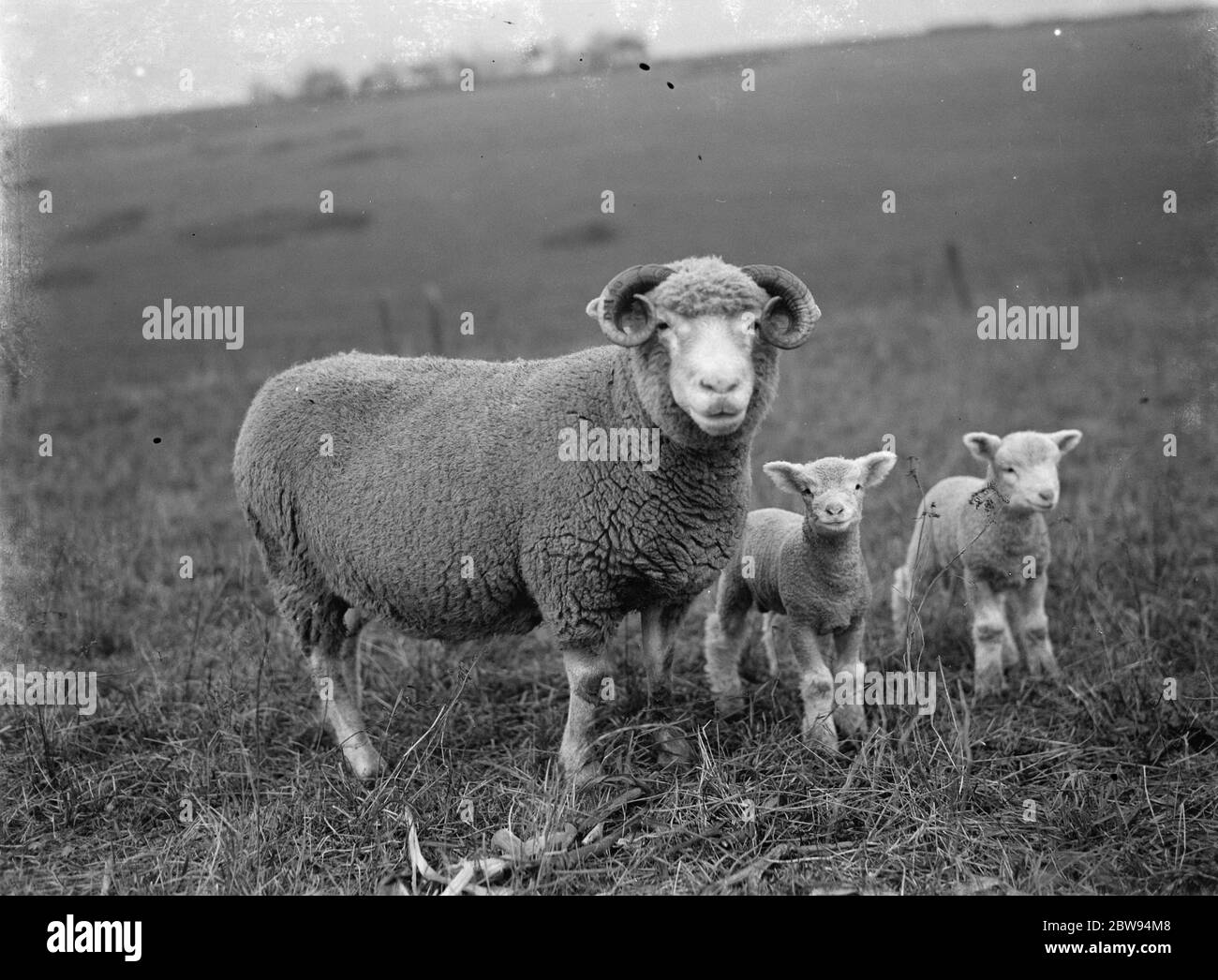 Ovejas con sus corderos en un campo en Eynsford, Kent. 1936 Foto de stock