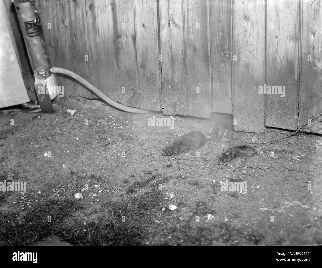Ratas muertas que fueron el resultado de una demostración de cianogas . 1936 Foto de stock