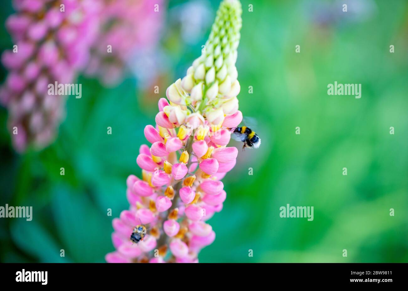 Una abeja se acerca a una flor. Foto de stock