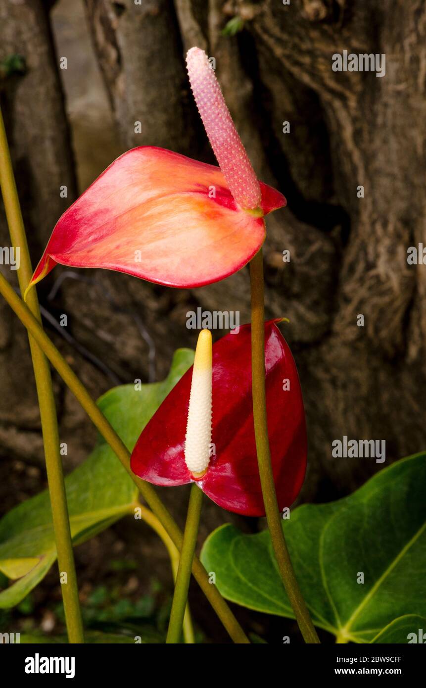 Flores de flamenco (Calas) - Anthuriums rojo flores de andraeanum florecen  Fotografía de stock - Alamy