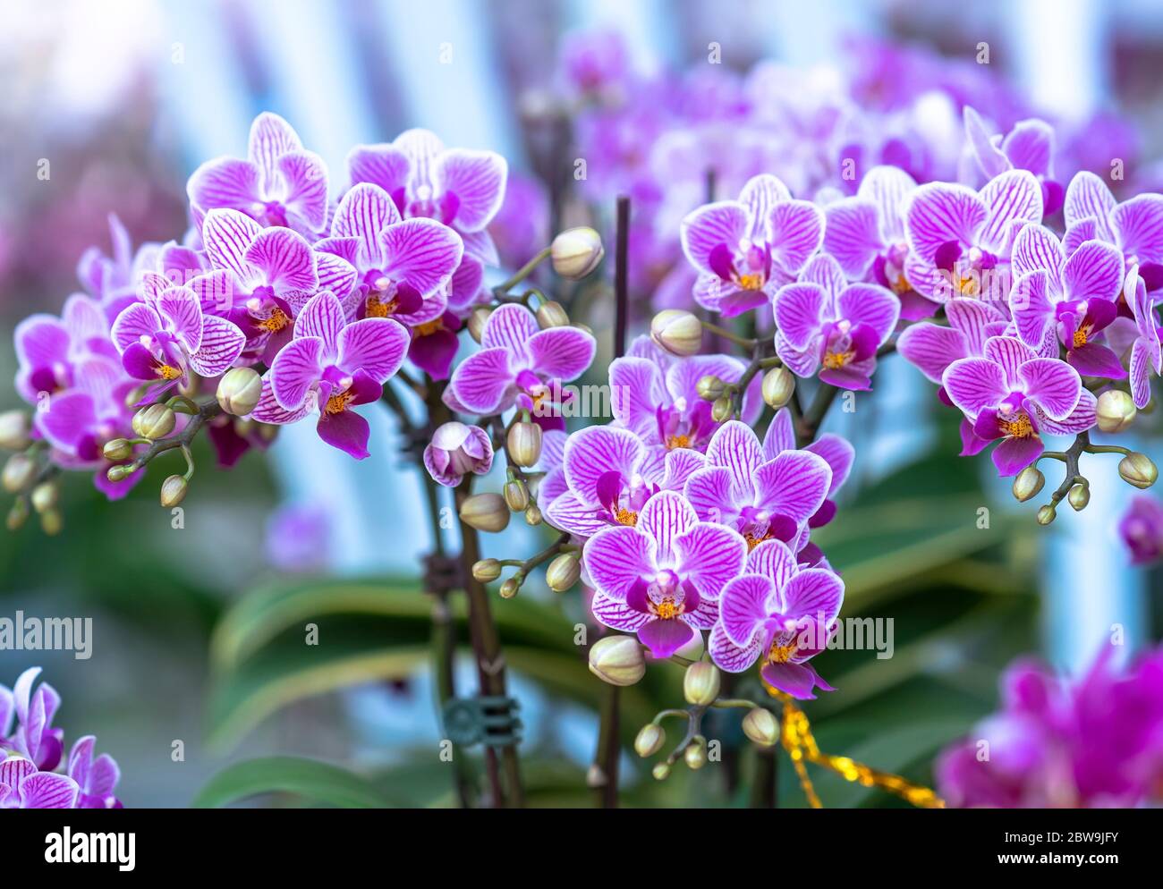 Phalaenopsis orquídeas flores florecen en primavera adornan la belleza de la  naturaleza, una rara orquídea silvestre decorada en jardines tropicales  Fotografía de stock - Alamy