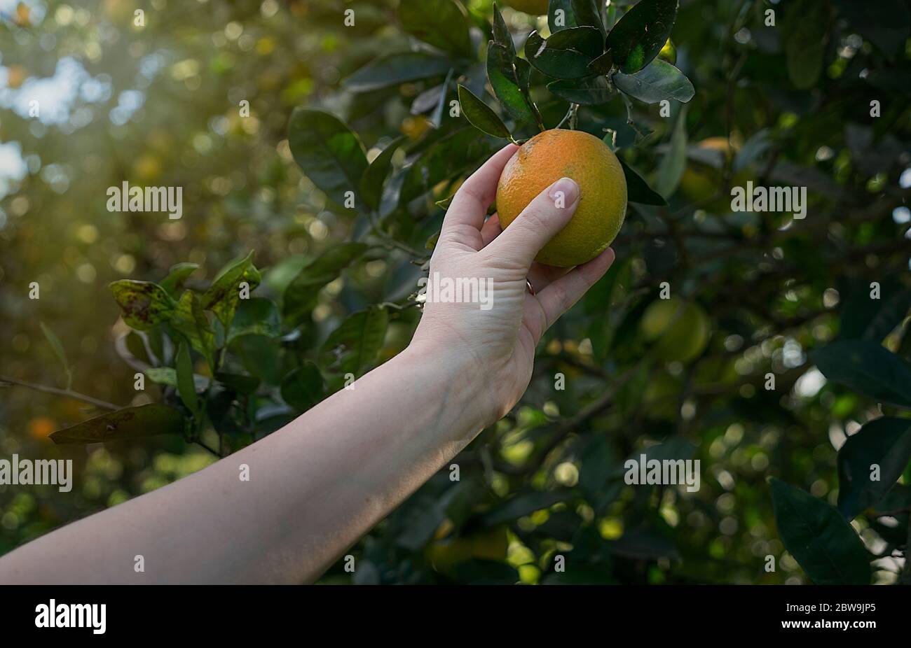 Mujer recogiendo naranja de un árbol Foto de stock