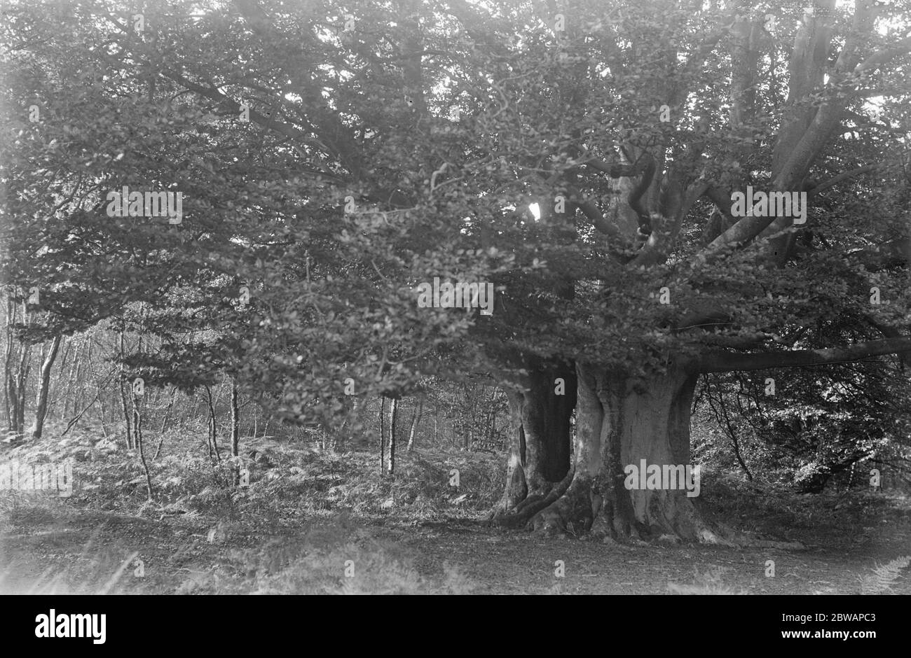 Bosque de Balcombe . 9 de octubre de 1931 Foto de stock
