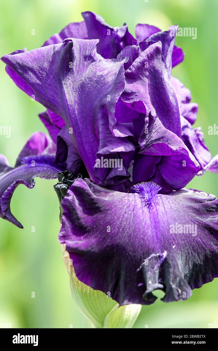 Azul oscuro violeta iris ardado Eslovaco zafiro Foto de stock