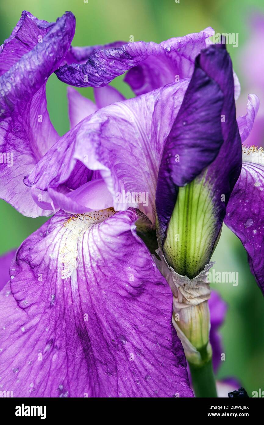 Lirio morado rapudo de iris Foto de stock