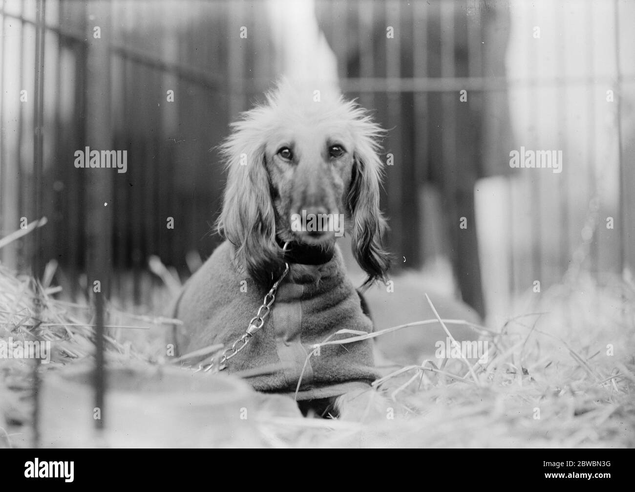 Una celebridad única pero triste en un gran show de perros. El sound afgano, triste y solitario, llora su falta de pedigrí. Este perro afgano fue llevado a Inglaterra por el mayor J Bell Murray . No había ningún otro animal de su raza en el espectáculo y era el único participante que no tenía un pedigrí. 8 de febrero de 1922 Foto de stock