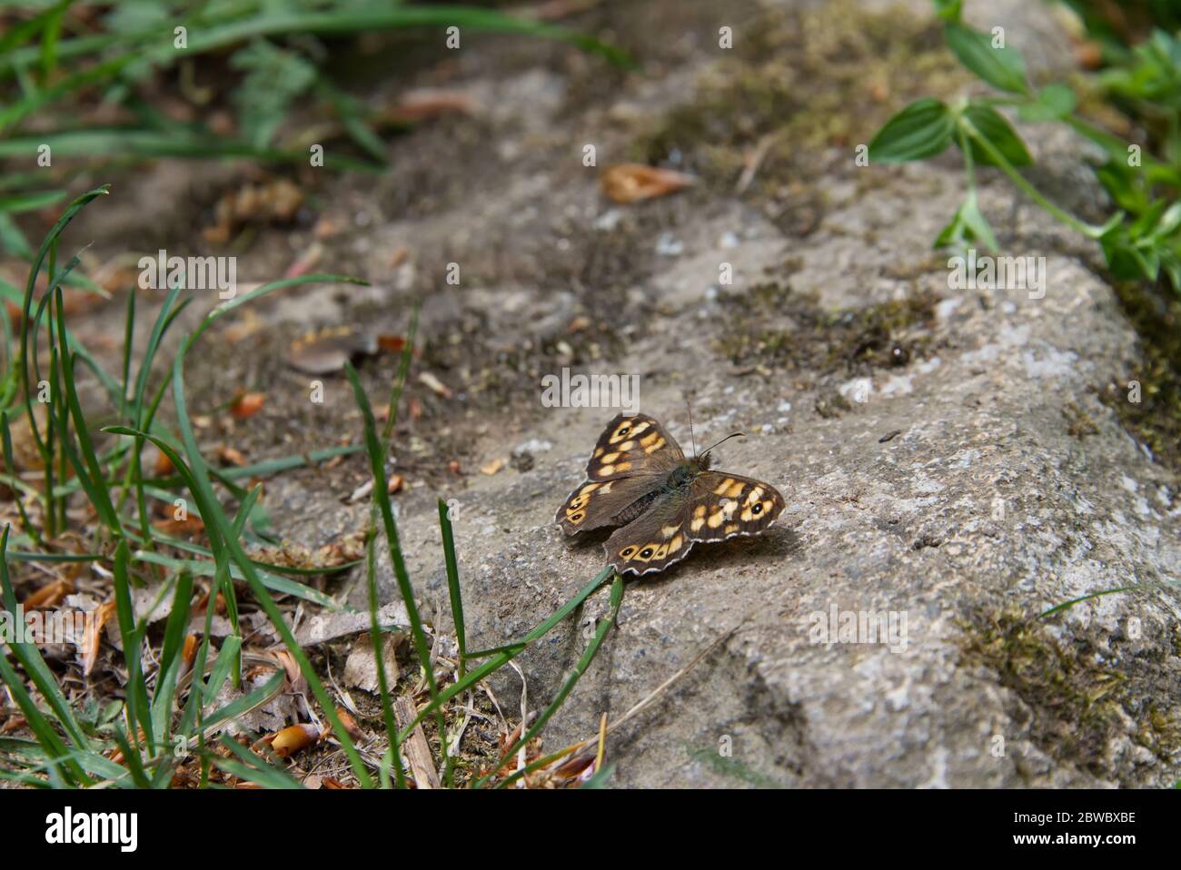 Mariposa con alas de color marrón aterrizó en una superficie de piedra, Papilionoidea familia insecto Foto de stock
