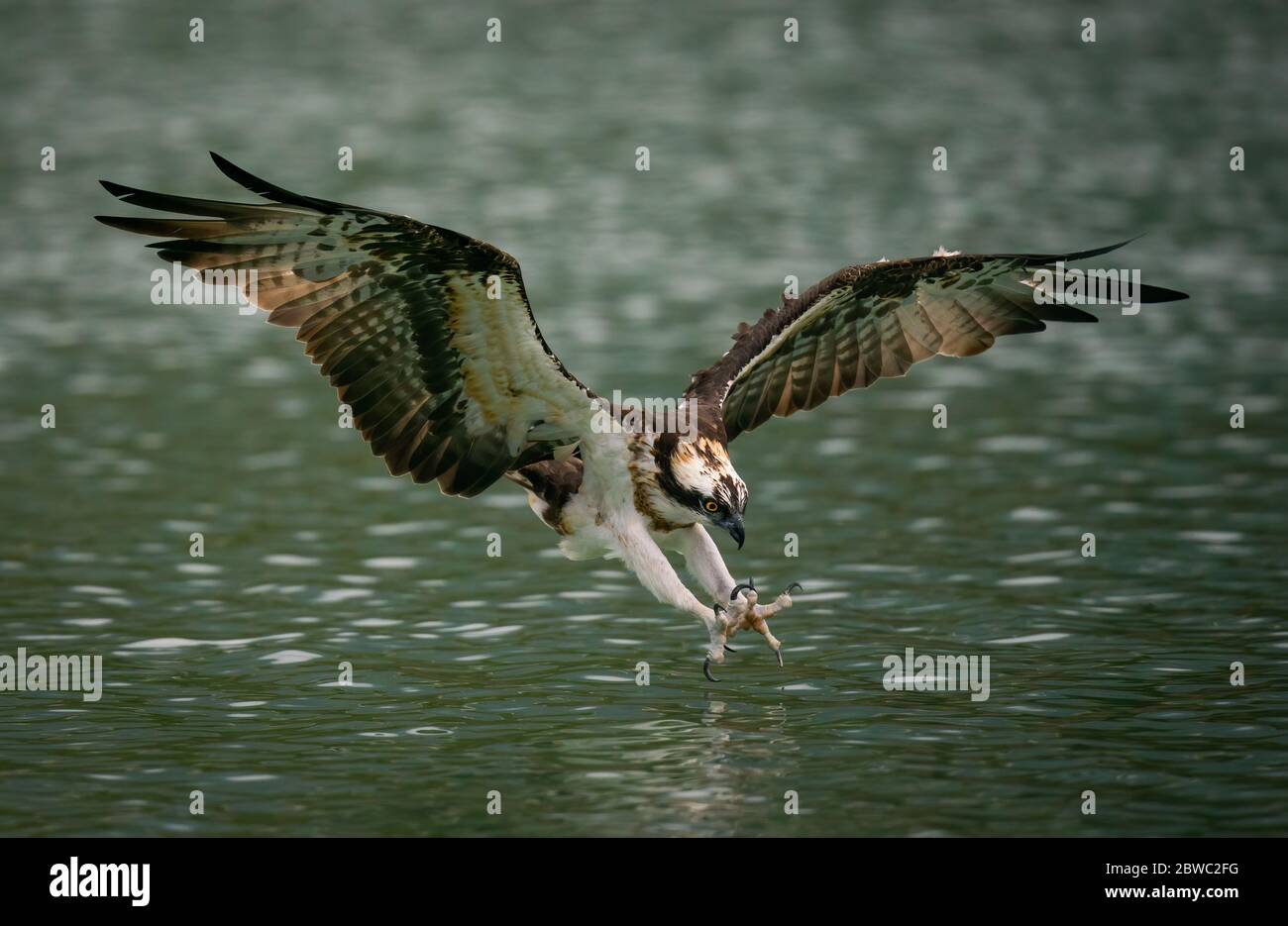 Un águila pescadora buceando en el agua y cazando peces con garras curvas  esparcidos en Sindian, Taiwán Fotografía de stock - Alamy