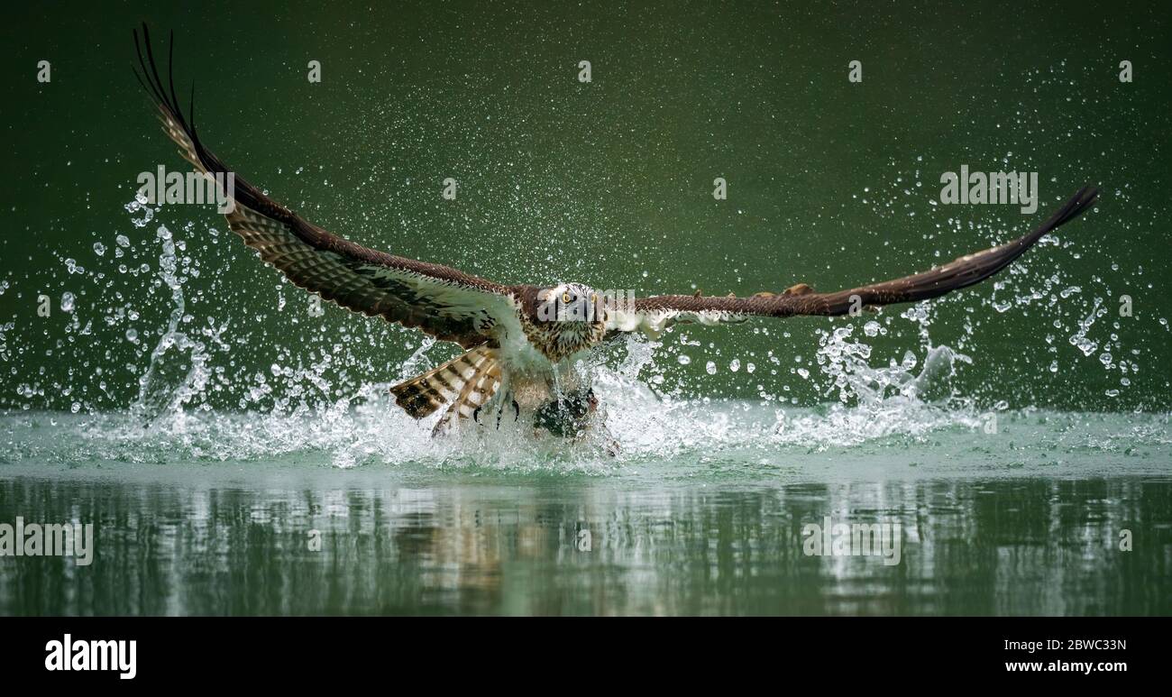 Un pez de caza de águilas pescadoras y saliendo del agua con sus alas esparcidos en Sindian, Taipei Foto de stock