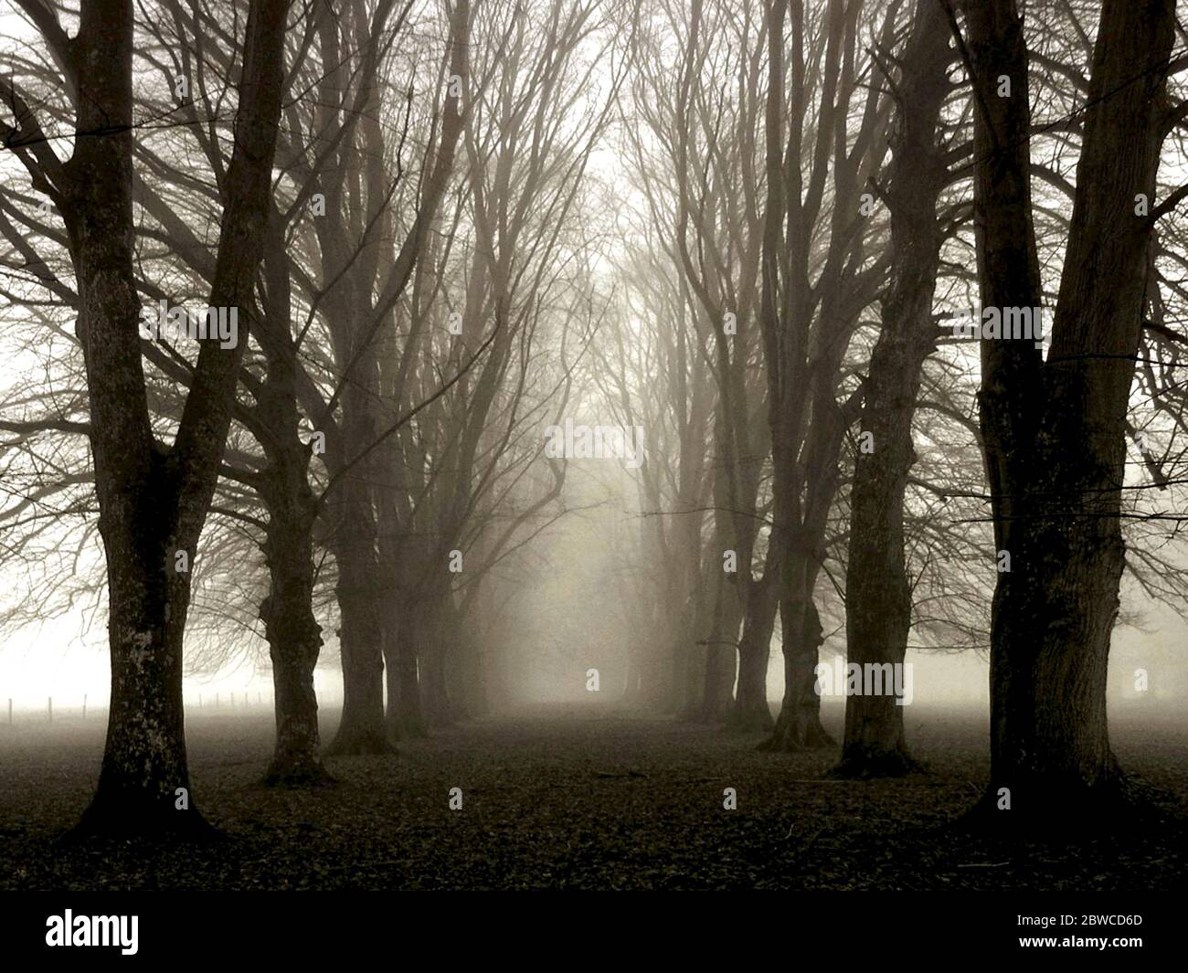 la retroiluminación confunde bosque y camino Foto de stock