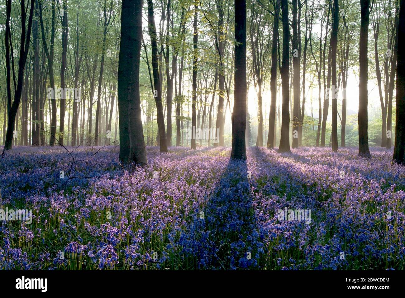 bosque contraluz al atardecer con flores de color púrpura Foto de stock