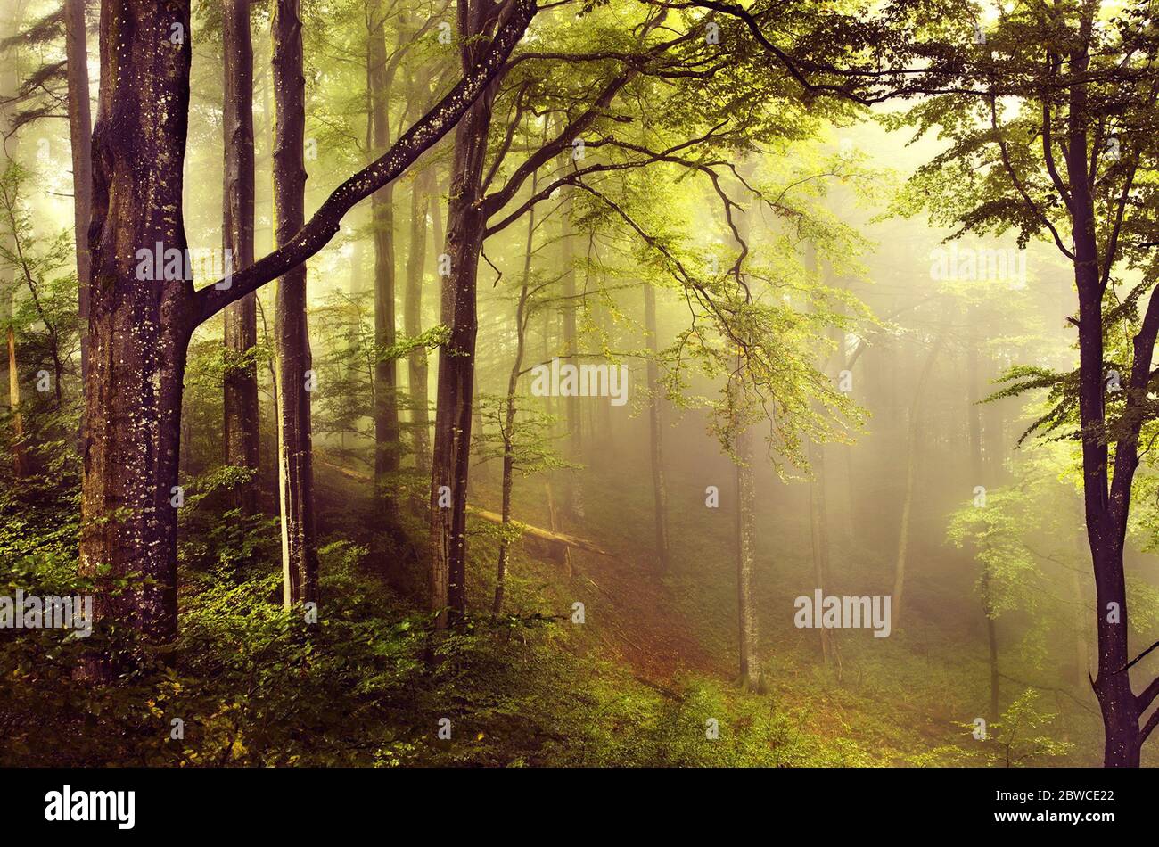 Misty árboles del bosque con alto grado de humedad Foto de stock