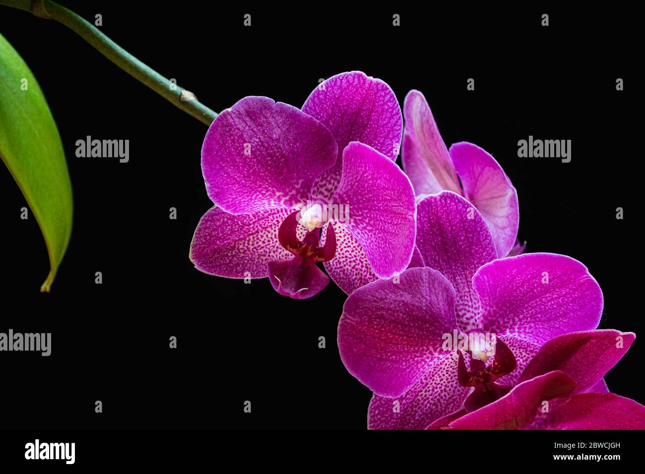 Orquídea de polilla (orquídea Phalaenopsis) con hermosas flores de color  magenta sobre fondo negro. Exótico detalle de planta de casa de moda contra  espalda negra Fotografía de stock - Alamy