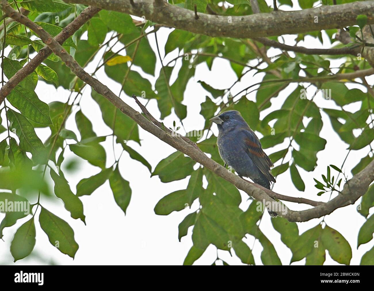 Blue Grosbeak (Passerina caerulea) macho adulto colgado en la rama San Pedro Sula, Honduras 2016 de febrero Foto de stock