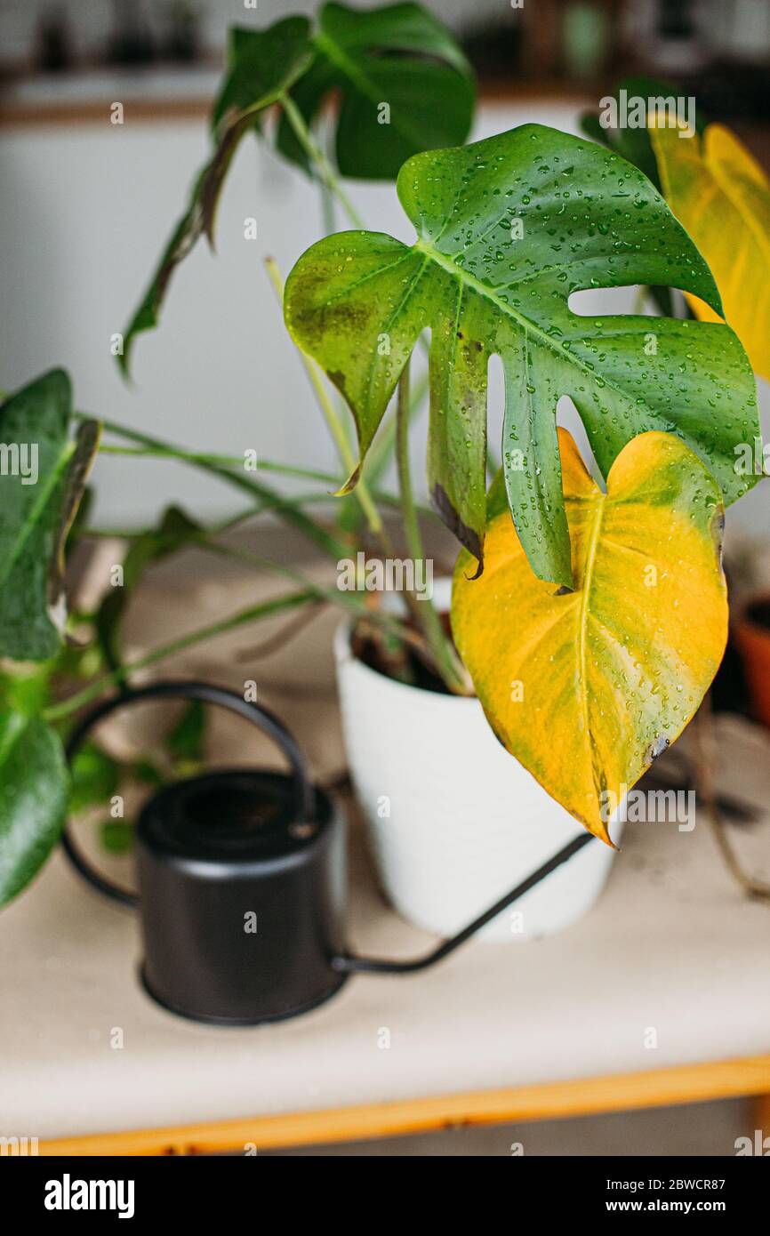 Hojas amarillas de gardenia fotografías e imágenes de alta resolución -  Alamy