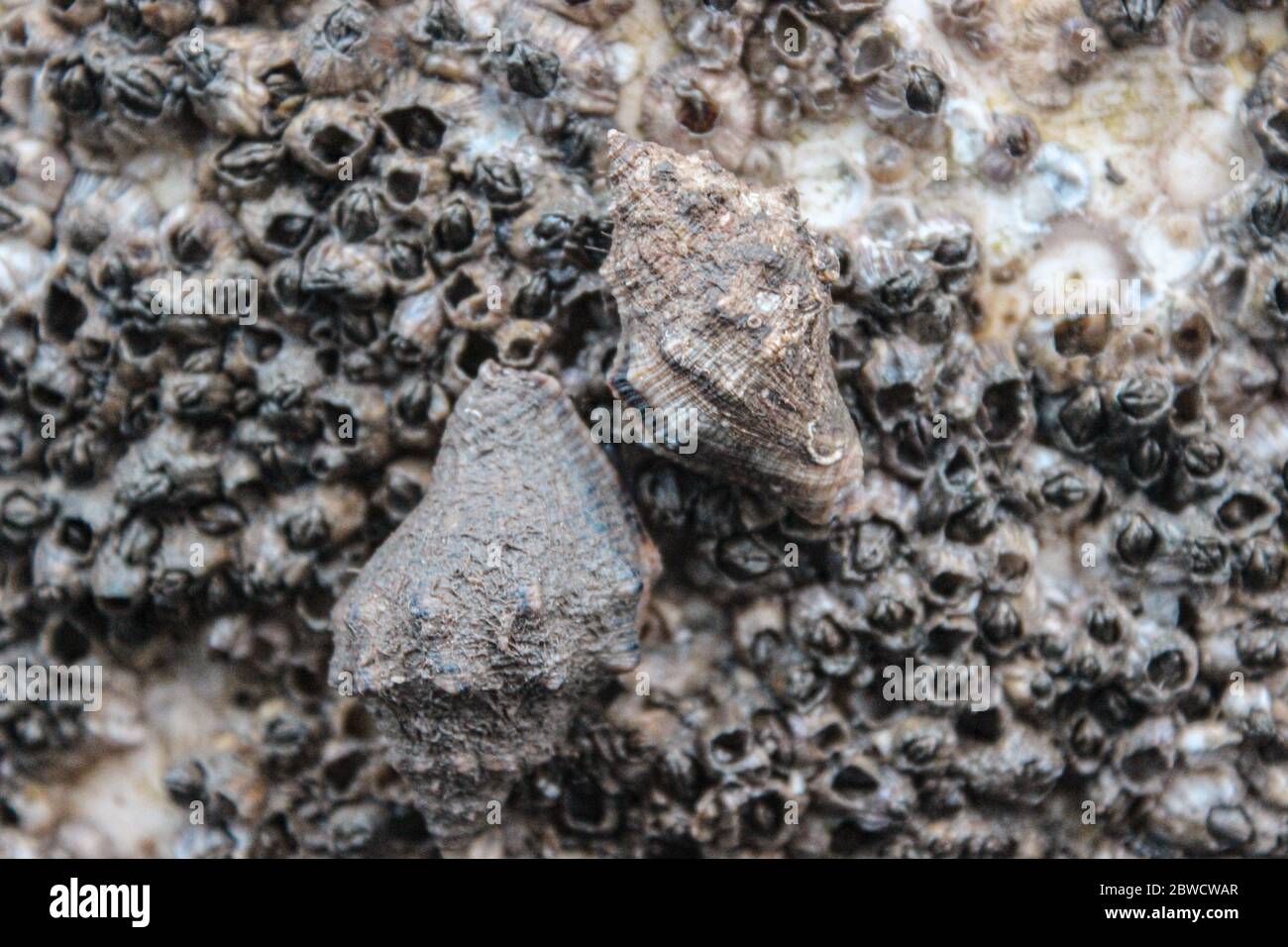 dos caracoles viejos están pegados en una roca llena de crustáceos Foto de stock