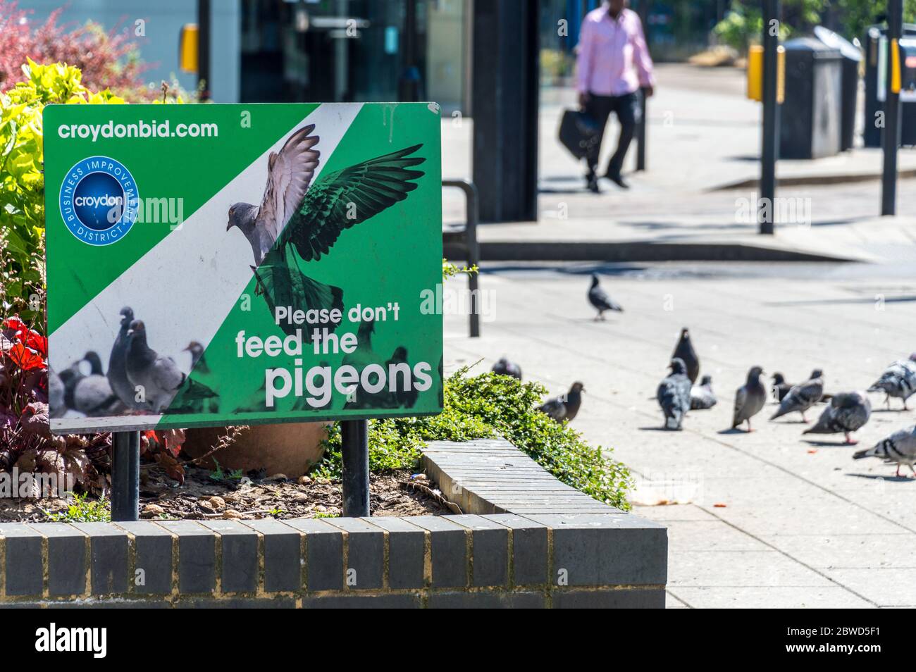 Por favor no alimente la tabla de palomas con palomas en el fondo comiendo alimentos del suelo Foto de stock
