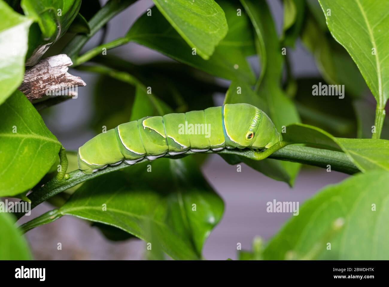 Larva de cola de cisne asiática (Papilio xuthus), sobre el árbol naranja Mikan, Ciudad de Isehara, Prefectura de Kanagawa, Japón Foto de stock