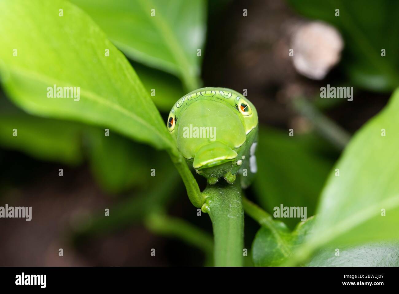 Larva de cola de cisne asiática (Papilio xuthus), sobre el árbol naranja Mikan, Ciudad de Isehara, Prefectura de Kanagawa, Japón Foto de stock