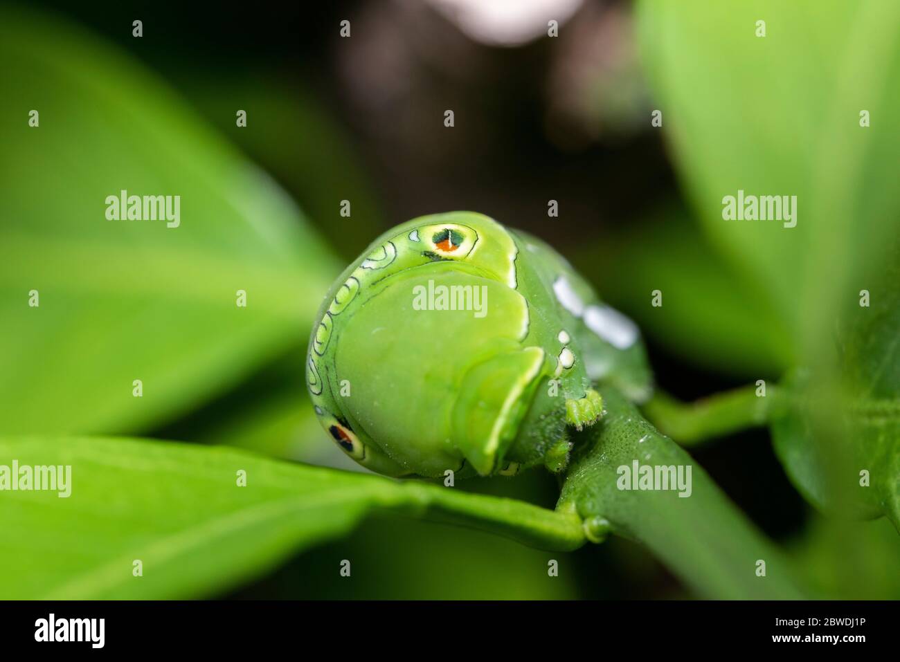 Larva de cola de cisne asiática (Papilio xuthus), sobre el árbol naranja Mikan, Ciudad de Isehara, Prefectura de Kanagawa, Japón Foto de stock