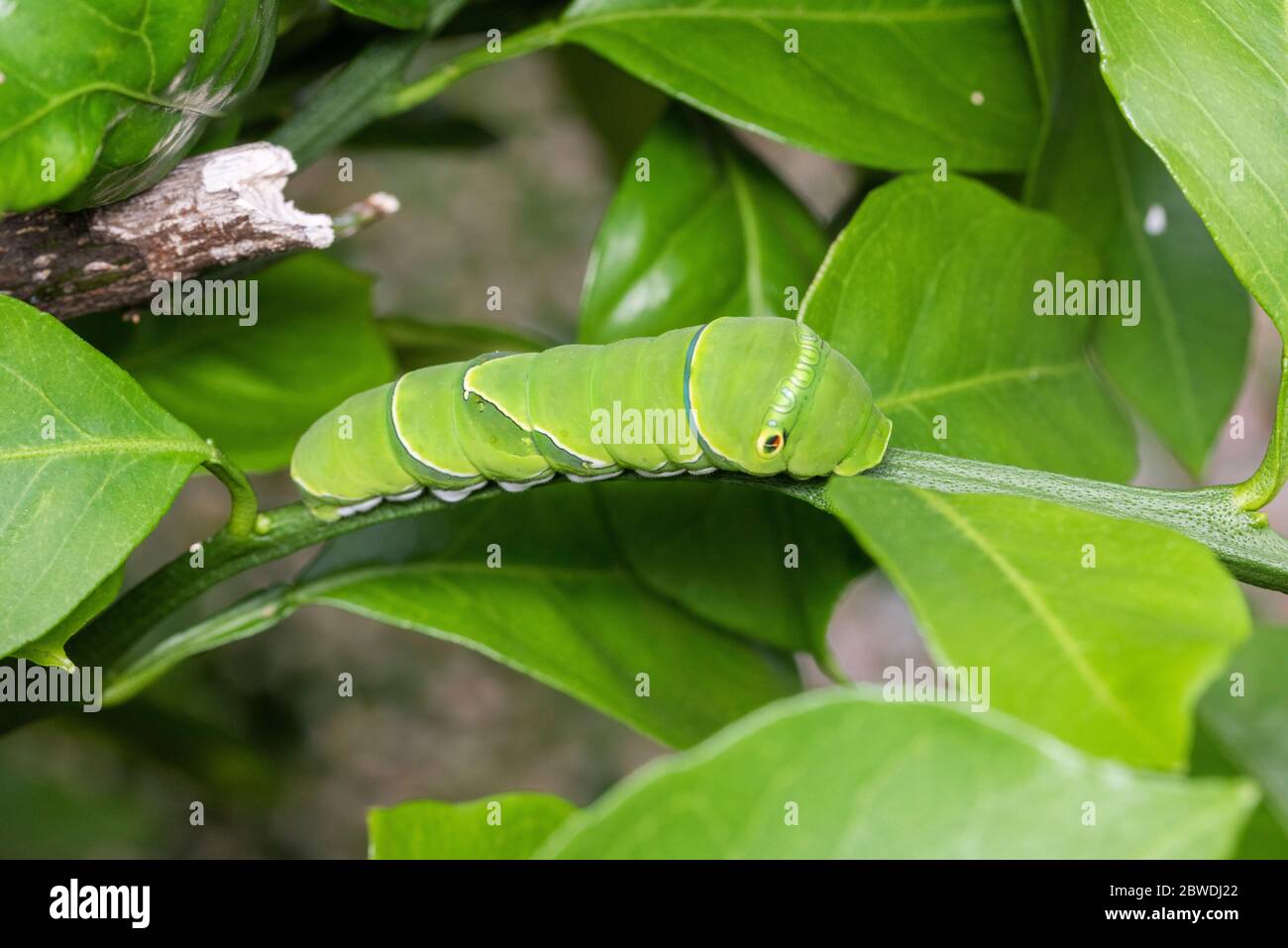 Larva de cola de cisne asiática (Papilio xuthus), sobre el árbol naranja Mikan, Ciudad de Isehara, Prefectura de Kanagawa, Japón Foto de stock