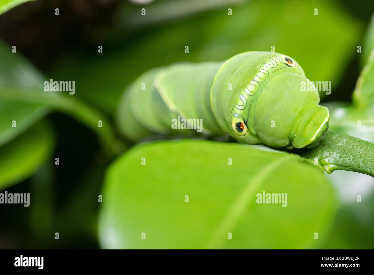 Larva de cola de cisne asiática (Papilio xuthus), sobre el árbol naranja Mikan, Ciudad de Isehara, Prefectura de Kanagawa, Japón Foto de stock