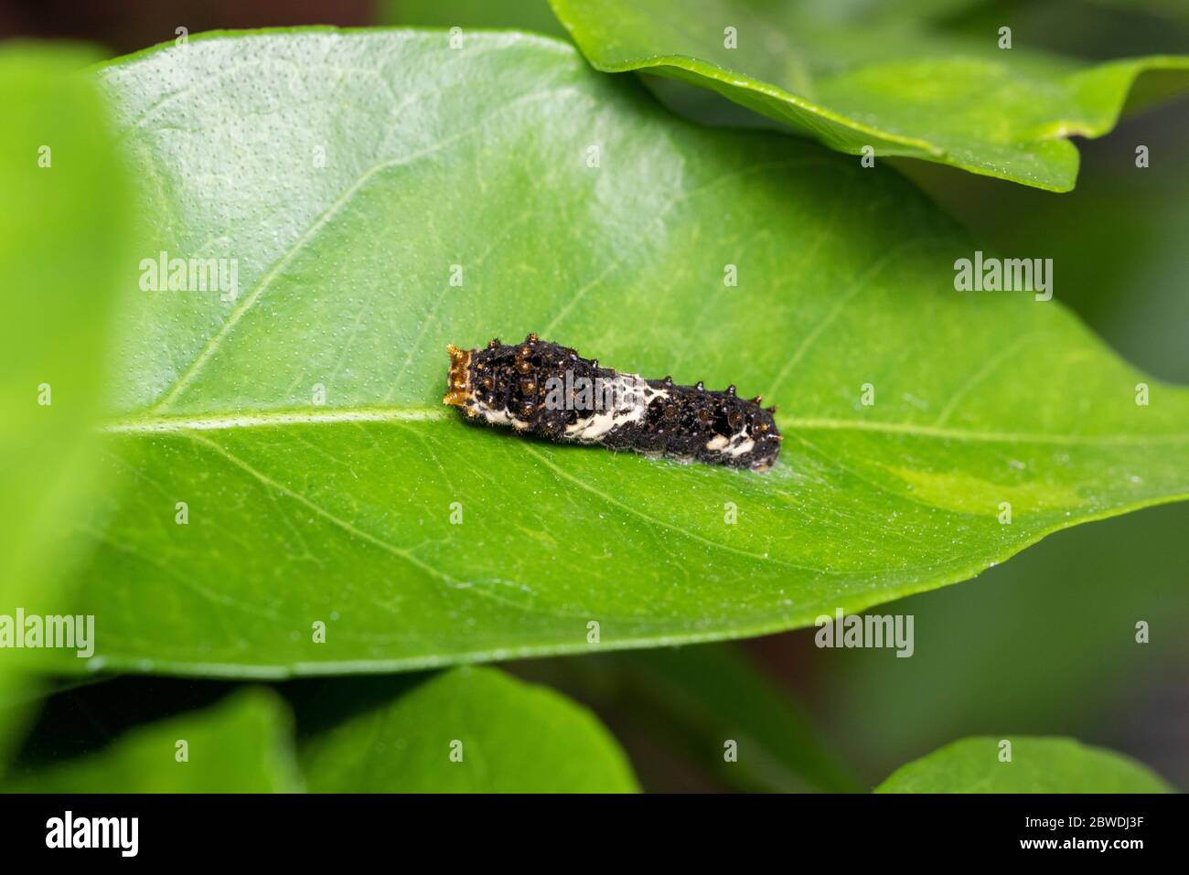 Larva de cola de cisne asiática (Papilio xuthus), sobre el árbol naranja Mikan, Ciudad de Isehara, Prefectura de Kanagawa, Japón Foto de stock