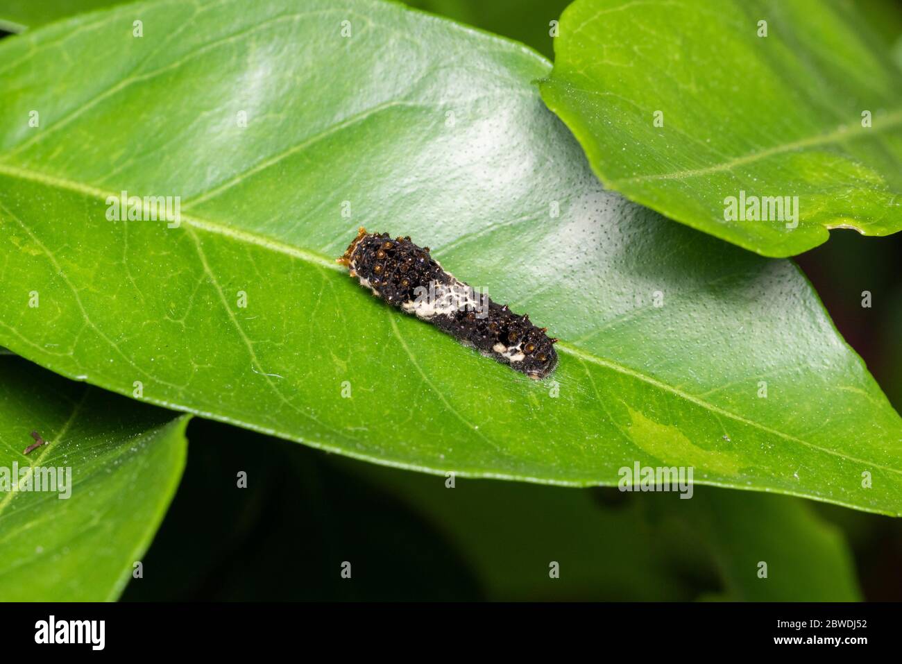 Larva de cola de cisne asiática (Papilio xuthus), sobre el árbol naranja Mikan, Ciudad de Isehara, Prefectura de Kanagawa, Japón Foto de stock