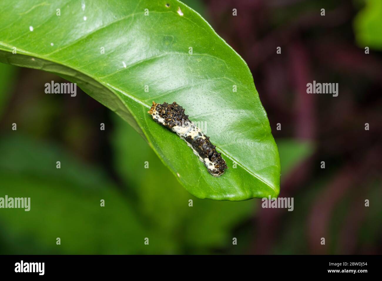 Larva de cola de cisne asiática (Papilio xuthus), sobre el árbol naranja Mikan, Ciudad de Isehara, Prefectura de Kanagawa, Japón Foto de stock