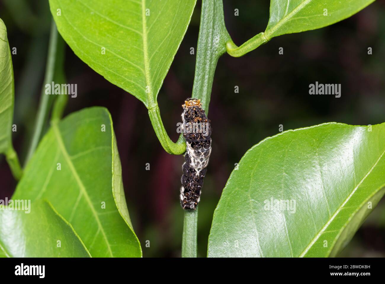 Larva de cola de cisne asiática (Papilio xuthus), sobre el árbol naranja Mikan, Ciudad de Isehara, Prefectura de Kanagawa, Japón Foto de stock
