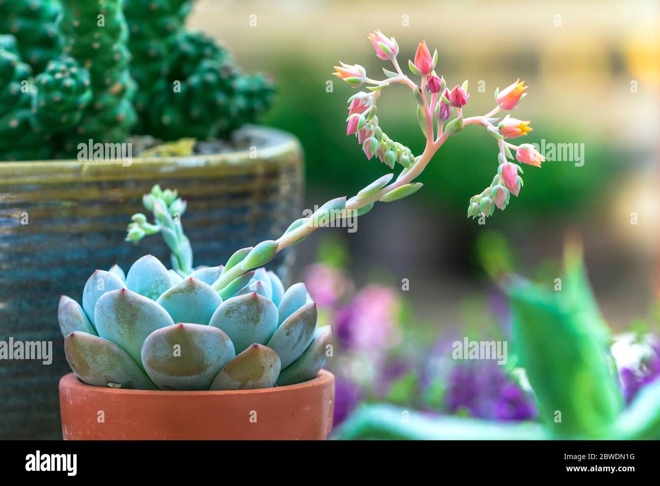 Flores suculentas florecen en el jardín. Esta es una especie de familia de  cactus que es resistente al clima extremo y está decorada en el hogar  Fotografía de stock - Alamy