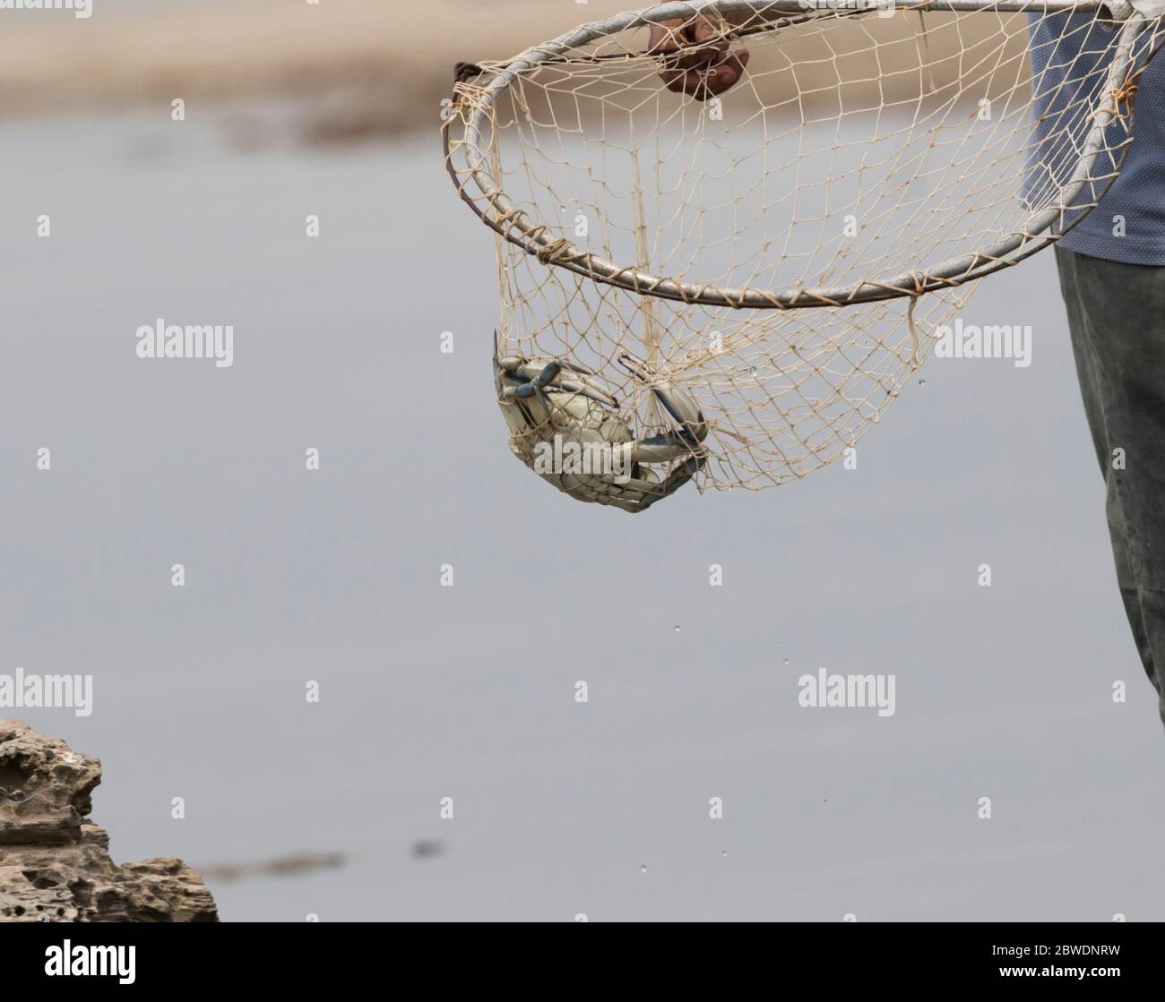 El cangrejo azul en la red, la pesca en Galveston Foto de stock
