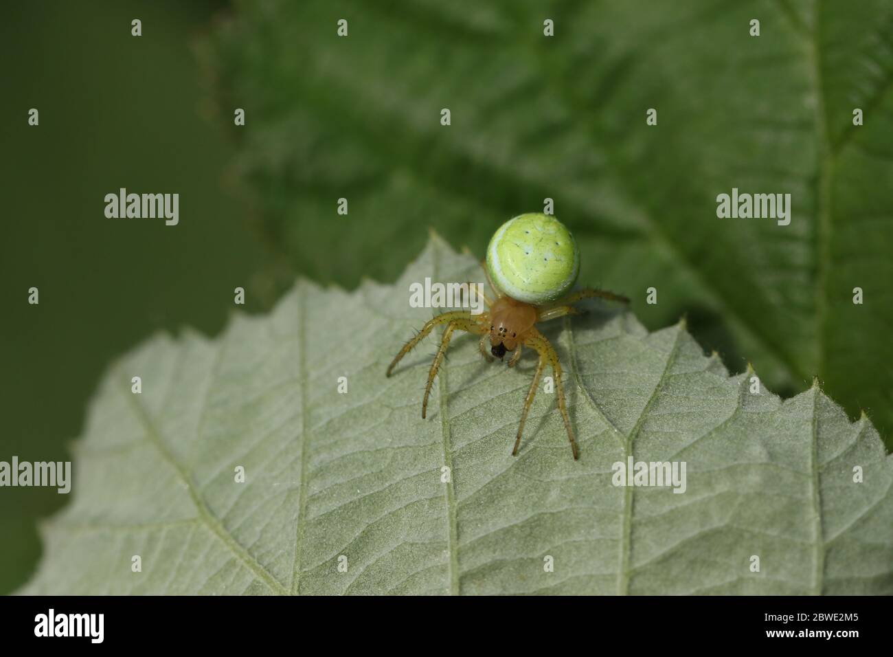 Una araña de orbe verde de copedo de caza, Araniella cucurbitina sensu stricto, ocultándose en la parte inferior de una hoja. Foto de stock