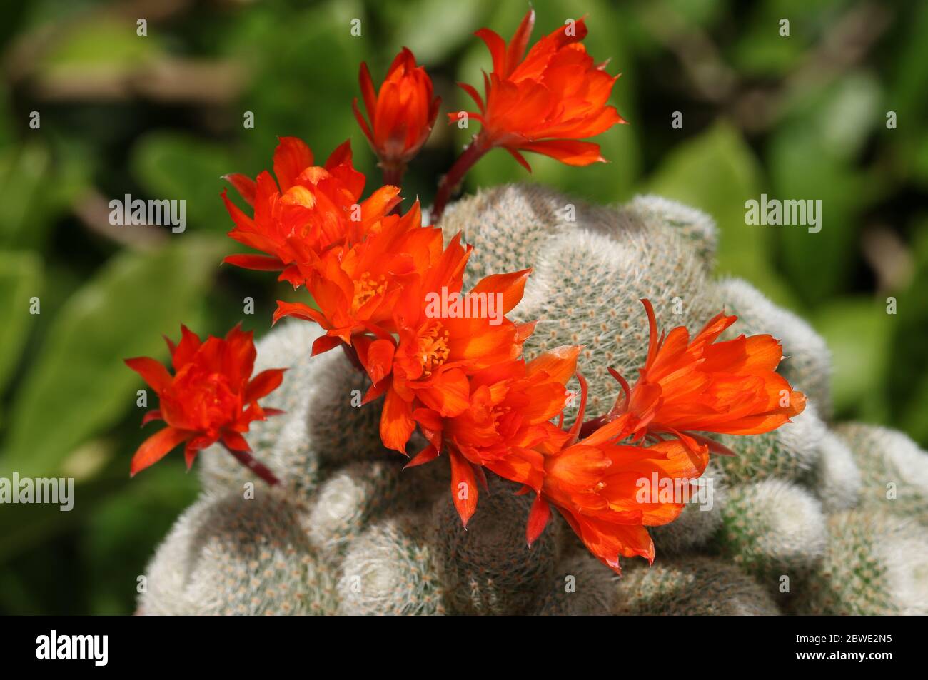 Un grupo de Cactus florido, Rebutia lima naranja. Foto de stock