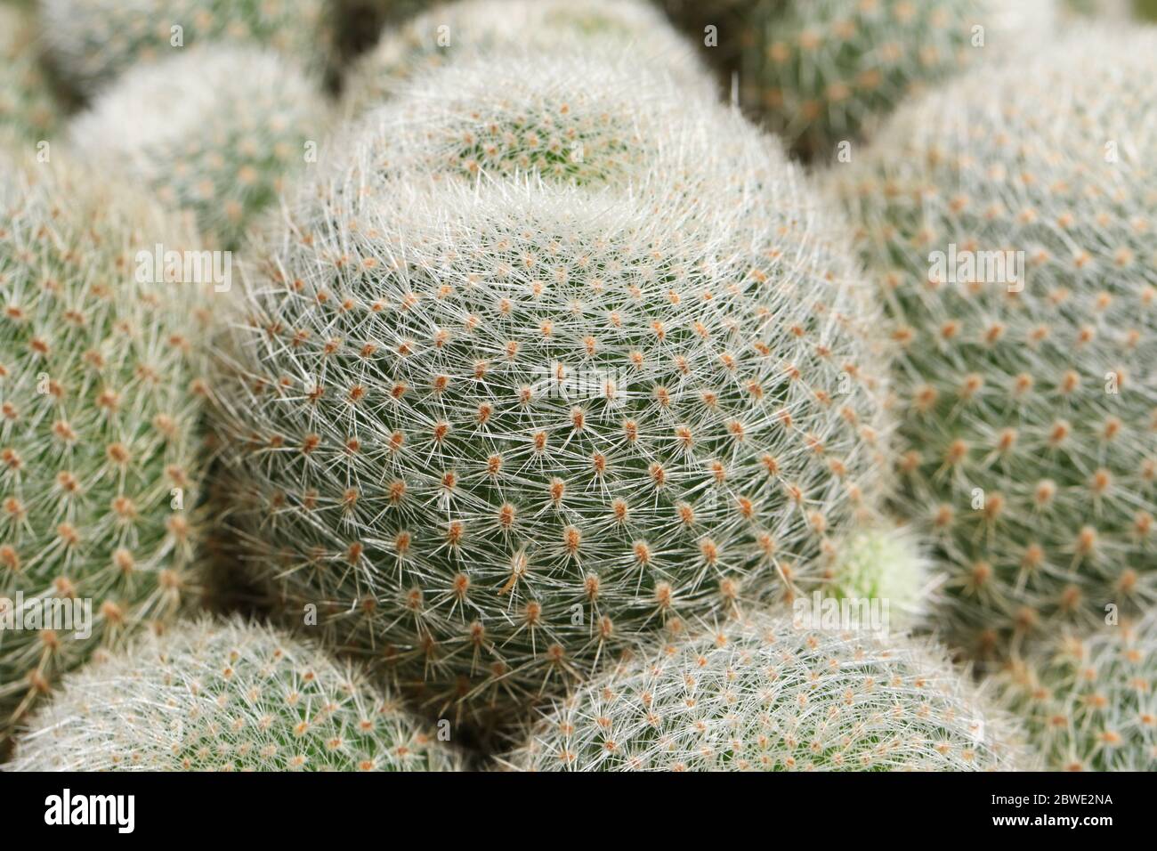 Un grupo de bonito Cactus espinoso, Rebutia lima naranja. Foto de stock