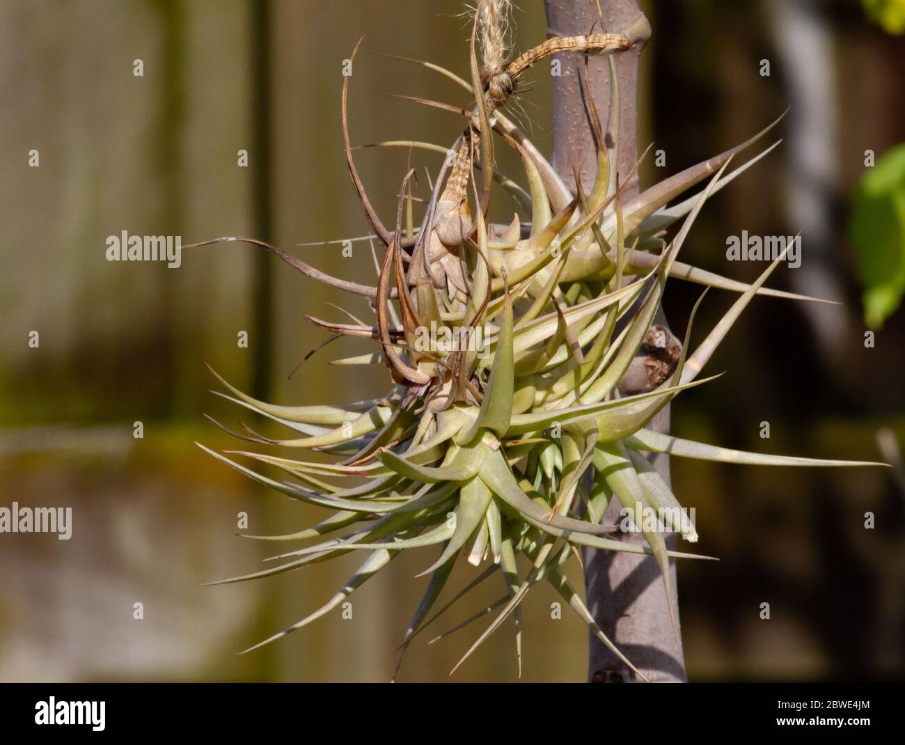 Orchid aerial roots fotografías e imágenes de alta resolución - Alamy